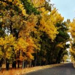 Denver - Rocky Mt Arsenal, Fall Colors