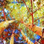 Crested Butte - Aspens