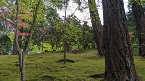 Portland Japanese Gardens